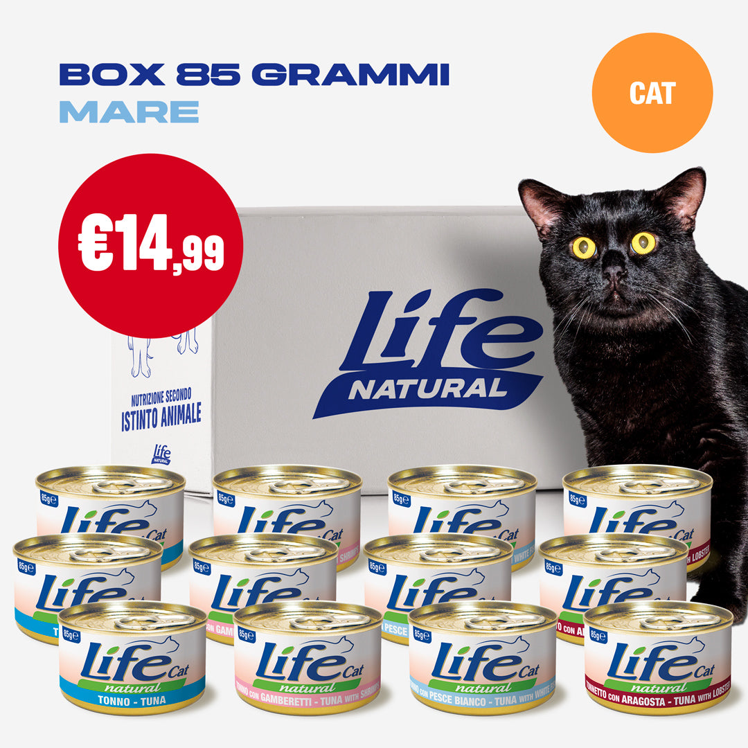 30 Jugline Verdi Per Pesce Gatto: Set Completo Per La Pesca Con Spaghetti