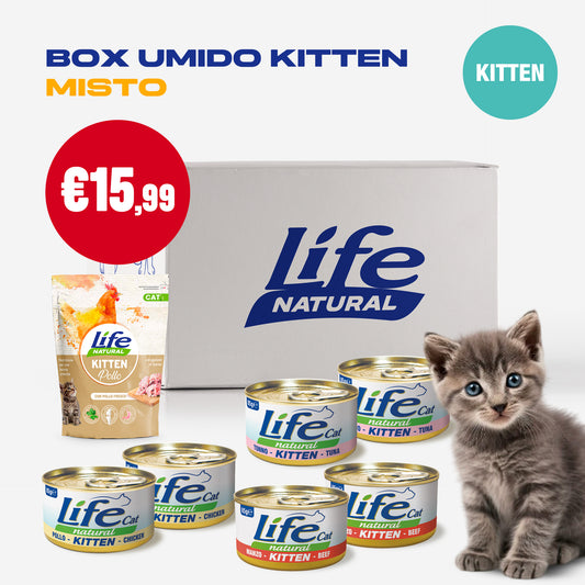 BOX MISTO UMIDO/SECCO KITTEN